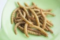 Edible roasted mealworms Royalty Free Stock Photo