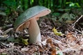 Edible Russula Mushroom Russula Aeruginea with a green sloping c Royalty Free Stock Photo