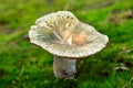 Russula virescens mushroom Royalty Free Stock Photo