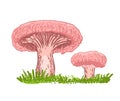 Edible russule mushroom. Coral milky cap mushrooms growing in the forest. Outdoors. Family of mushrooms isolated on