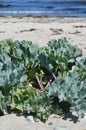 Edible Sea Kale (Crambe maritima)