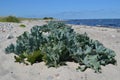 Edible Sea Kale (Crambe maritima) Royalty Free Stock Photo
