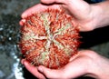 Edible sea urchin in the hands Royalty Free Stock Photo