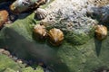 Edible sea water molluscs Patella caerulea, species of limpet in family Patellidae