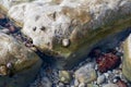 Edible sea water molluscs Patella caerulea, species of limpet in family Patellidae