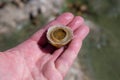 Edible sea water molluscs Patella caerulea, species of limpet in family Patellidae