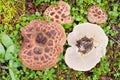 Shingled Hedgehog Mushroom growing on forest floor