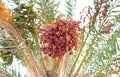 Edible small dates on a date palm tree.