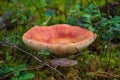 Edible small mushroom Russula with red russet cap in moss autumn forest background Royalty Free Stock Photo