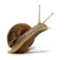 Edible snail Royalty Free Stock Photo