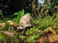 Edible snail - also helix pomatia, roman snail or burgundy snail seen from front moving in green grass close up