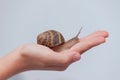 Edible snail on child hand on grey background Royalty Free Stock Photo