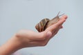 Edible snail on child hand on grey background Royalty Free Stock Photo