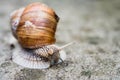 Edible snail crawls Royalty Free Stock Photo