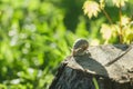 Edible snail creeping on tree stump