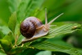 Edible snail escargot, culinary delicacy served in traditional French cuisine Royalty Free Stock Photo