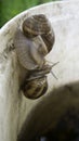 Edible snail or escargot - two snails kiss.