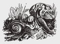 Edible snail helix pomatia and black slug arion ater crawling over plants and rocks Royalty Free Stock Photo