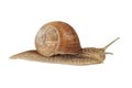 Edible snail