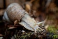 Edible snail on moss on forest floor Royalty Free Stock Photo