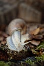 Edible snail on moss on forest floor Royalty Free Stock Photo