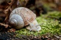 Edible snail on moss on forest floor Royalty Free Stock Photo