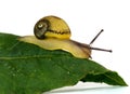 Edible snail over white Royalty Free Stock Photo