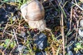 Edible snail in their natural habitat Royalty Free Stock Photo
