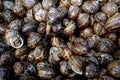 Edible snails