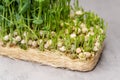 Edible sprouts symbolize health consciousness and sustainable food sourcing