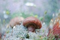 Edible summer mushrooms grow in the moss. Natural habitat, macro