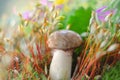 Edible summer mushrooms grow in the forest. Natural habitat, macro