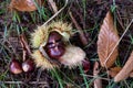 Edible sweet chestnut in its protective spiked husk on forest floor in Arne, Dorset, UK
