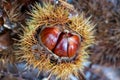 Edible sweet chestnut in its protective spiked husk on forest floor in Arne, Dorset, UK