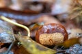 Edible sweet chestnut lying on the forest floor. Photographed in Arne, Dorset, UK