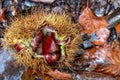 Edible sweet chestnuts in their protective spiked husk on forest floor in Arne, Dorset, UK Royalty Free Stock Photo