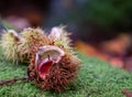 Edible sweet chestnuts in their protective spiked husk on forest floor in Arne, Dorset, UK