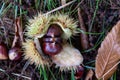 Edible sweet chestnuts in their protective spiked husk on forest floor in Arne, Dorset, UK