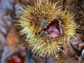 Edible sweet chestnuts in their protective spiked husk on forest floor in Arne, Dorset, UK