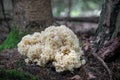 Edible and tasty mushroom Sparassis crispa - cauliflower fungus Royalty Free Stock Photo