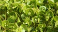 An edible and tasty weed: miner`s lettuce Royalty Free Stock Photo
