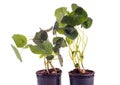 Edible Tropaeolum majus leaves, nasturtium leaf