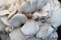 Edible very fresh oyster mushroom Royalty Free Stock Photo
