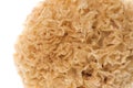 Edible White Fungus Macro