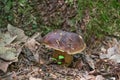 Edible white mushroom or boletus in the woods