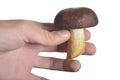 White mushroom in hand isolate Royalty Free Stock Photo