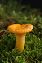 Edible wild mushroom.Chanterelle. Isolated. Royalty Free Stock Photo