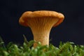 Edible wild mushroom - Chanterelle. Isolated. Royalty Free Stock Photo