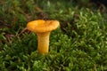 Edible wild mushroom - Chanterelle. Royalty Free Stock Photo