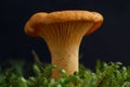 Edible wild mushroom - Chanterelle. Isolated. Royalty Free Stock Photo